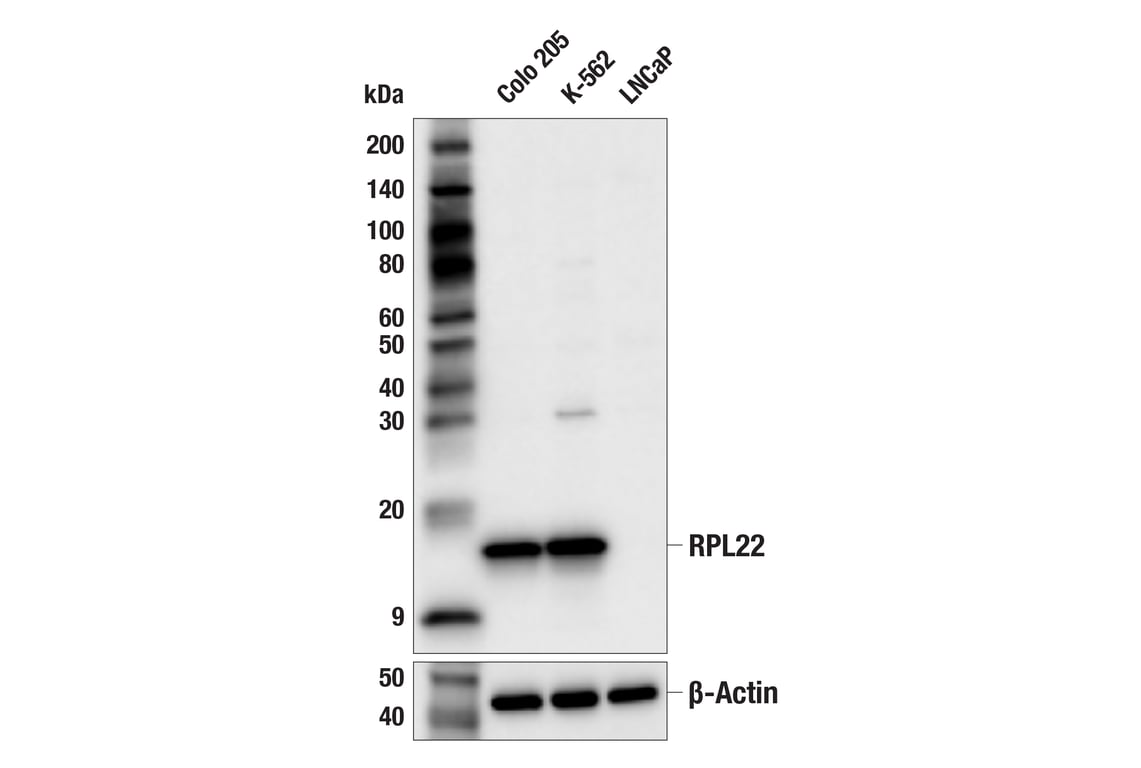 Western Blotting Image 1: RPL22 (F1J4Y) Rabbit mAb