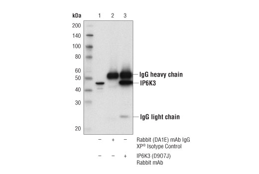 Immunoprecipitation Image 1: IP6K3 (D9O7J) Rabbit Monoclonal Antibody