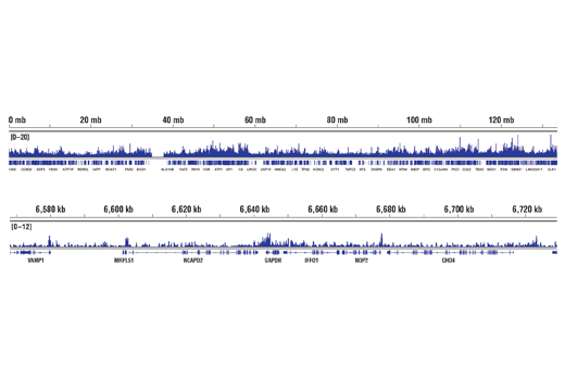 Chromatin Immunoprecipitation Image 2: JARID1B (E2X6N) Rabbit Monoclonal Antibody