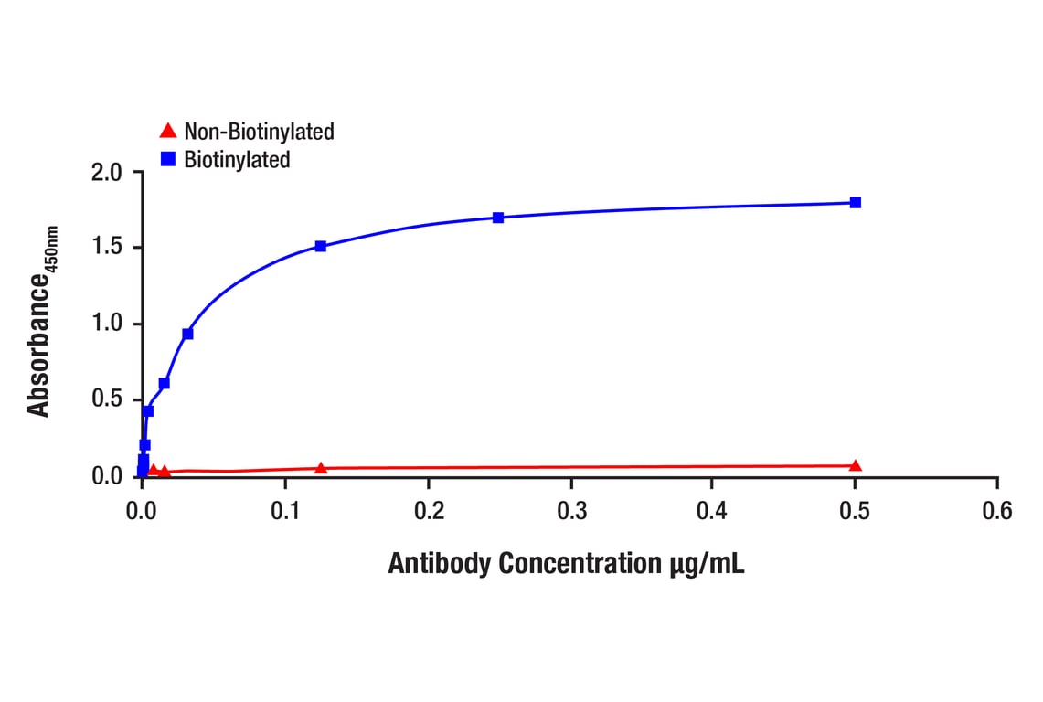 E Image 1: Phospho-p53 (Ser15) (16G8) Mouse Monoclonal Antibody (Biotinylated)
