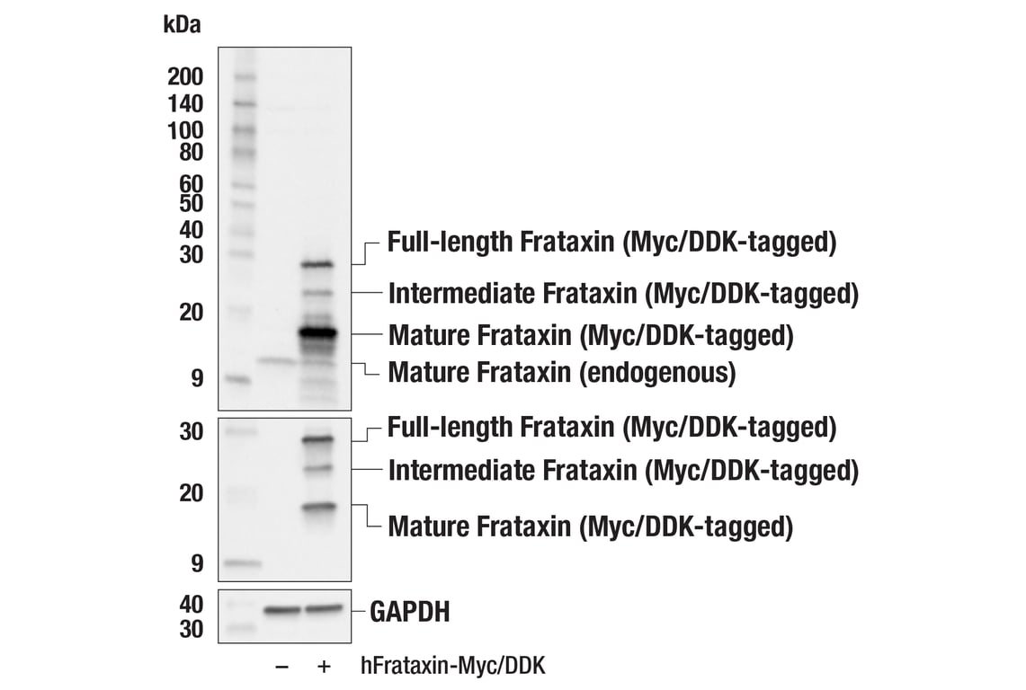 Western Blotting Image 3: Frataxin (F4V2S) Rabbit Monoclonal Antibody (BSA and Azide Free)