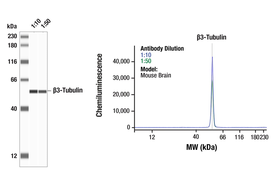 Western Blotting Image 1: beta3-Tubulin (E9F3E) Mouse Monoclonal Antibody