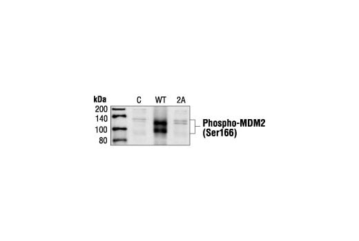 Western Blotting Image 2: Phospho-MDM2 (Ser166) Antibody