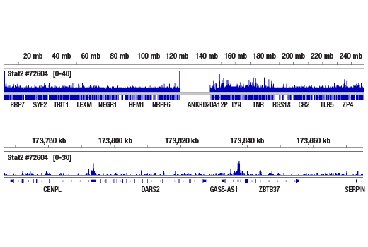 undefined Image 14: Stat Antibody Sampler Kit II