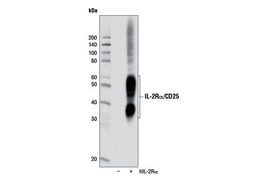 Western Blotting Image 3: IL-2Rα/CD25 (D6K5F) Rabbit mAb