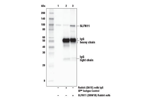 Immunoprecipitation Image 1: SLFN11 (D8W1B) Rabbit Monoclonal Antibody