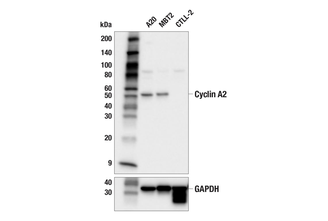 Western Blotting Image 1: Cyclin A2 (E9Q5G) Rabbit mAb (BSA and Azide Free)