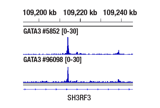 CUT & RUN Image 1: GATA-3 (D13C9) Rabbit Monoclonal Antibody
