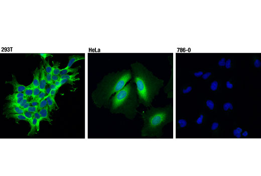 Immunofluorescence Image 1: PHGDH (D3D5E) Rabbit Monoclonal Antibody (IF Formulated)