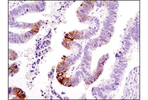 Immunohistochemistry Image 1: Phospho-NDRG1 (Ser330) (D3A12) Rabbit Monoclonal Antibody