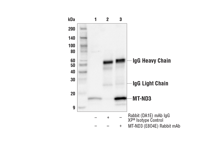 Immunoprecipitation Image 1: MT-ND3 (E8O4E) Rabbit Monoclonal Antibody
