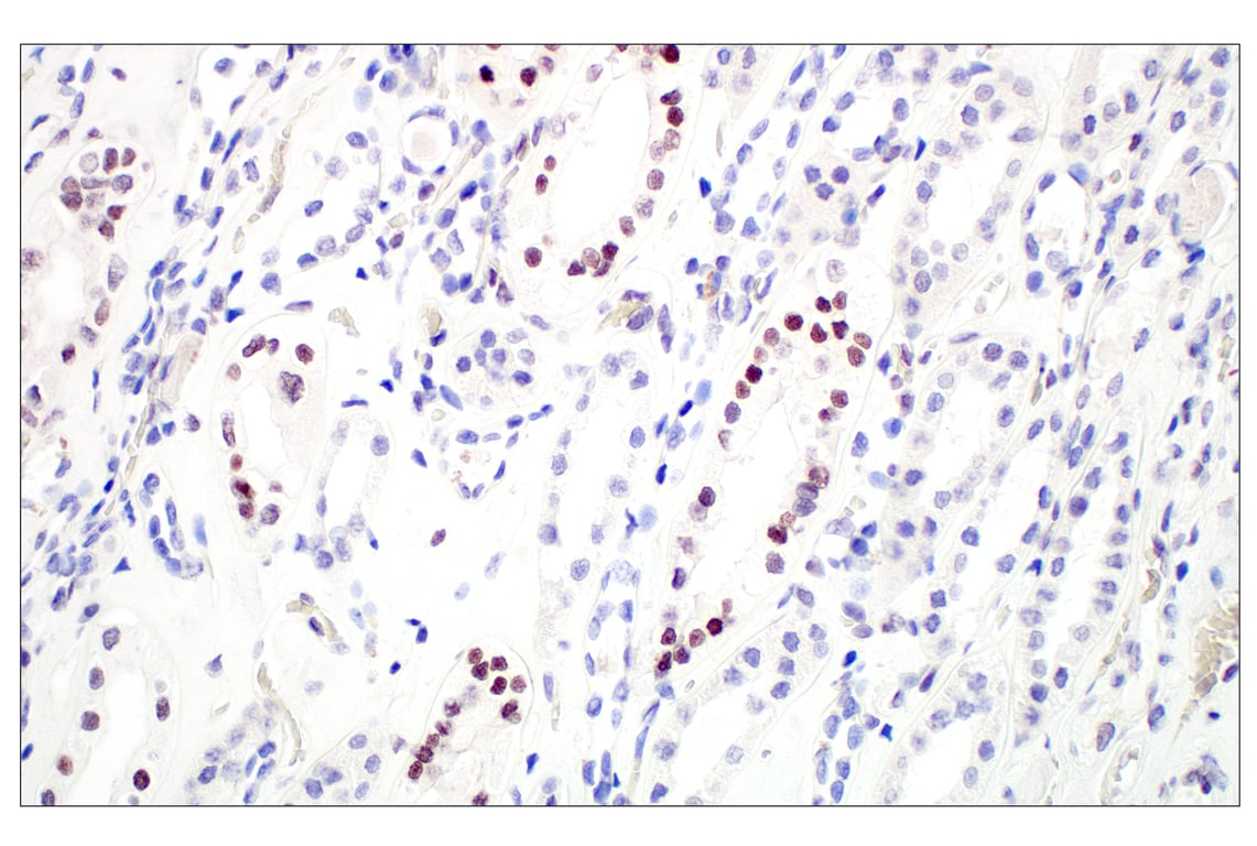 Immunohistochemistry Image 6: GATA-2 (E8B5C) Rabbit Monoclonal Antibody (BSA and Azide Free)