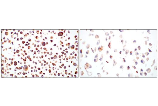 Immunohistochemistry Image 8: DHFR (E6L1H) Rabbit Monoclonal Antibody