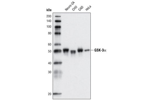 Western Blotting Image 1: GSK-3α (D80E6) Rabbit mAb