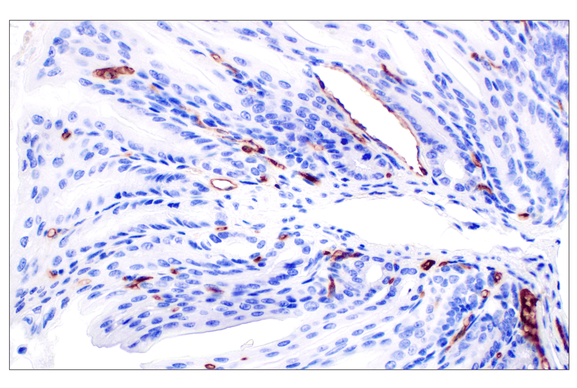 Immunohistochemistry Image 1: PNPLA3 (E7N6O) Rabbit Monoclonal Antibody (BSA and Azide Free)