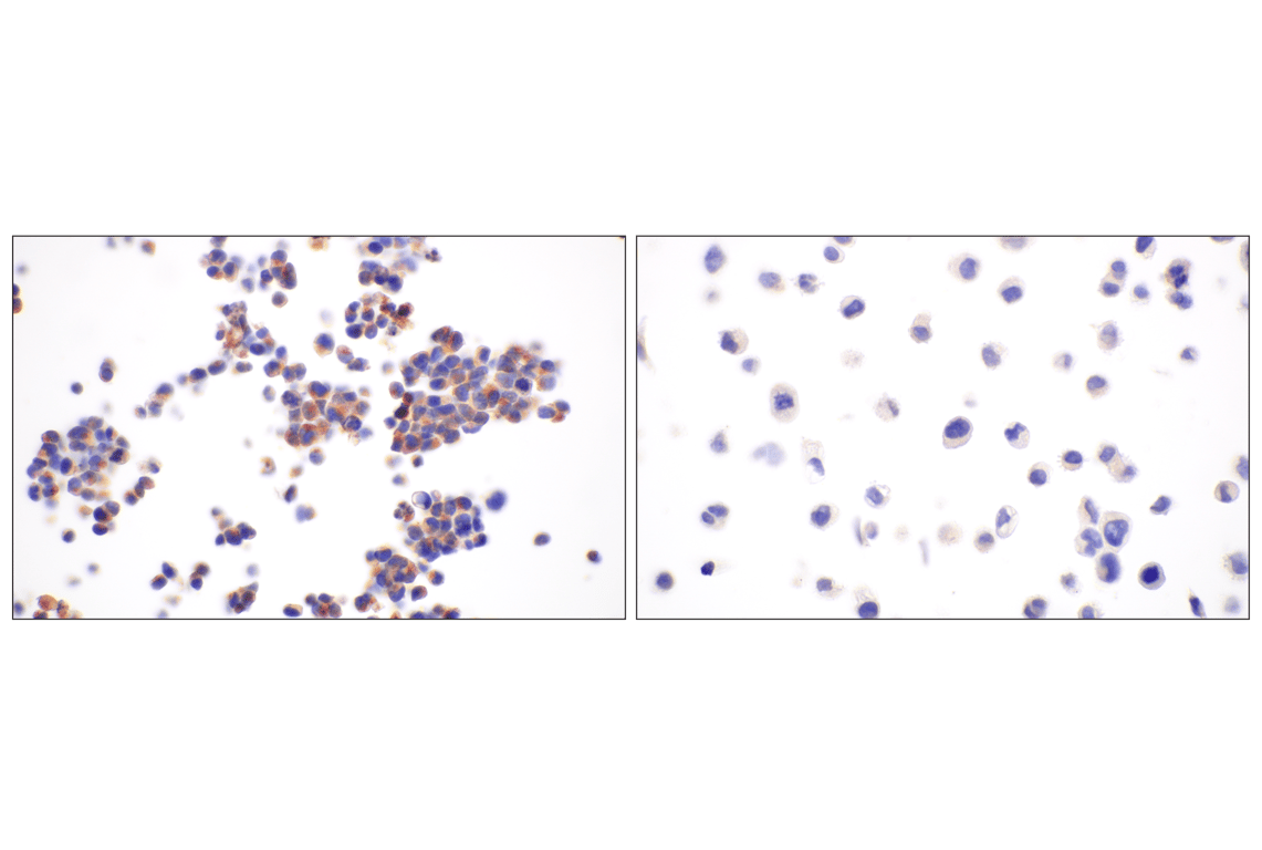 Immunohistochemistry Image 6: BACE1 (F4Z7X) Rabbit Monoclonal Antibody