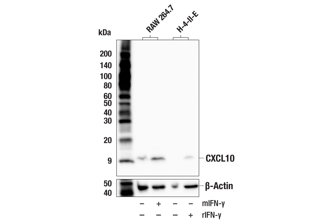 Western Blotting Image 2: CXCL10 (F8S6H) Rabbit Monoclonal Antibody