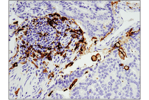 Immunohistochemistry Image 1: CD11c (D3V1E) Rabbit Monoclonal Antibody (BSA and Azide Free)