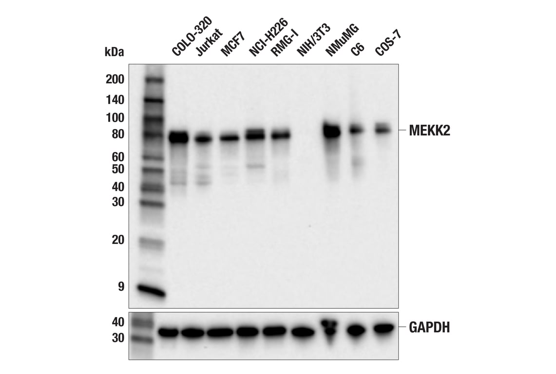 Western Blotting Image 2: MEKK2 (E6C2G) Rabbit Monoclonal Antibody