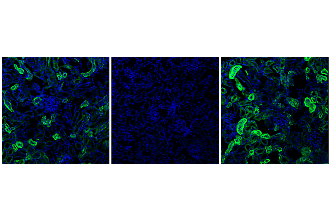 Immunofluorescence Image 2: Phospho-Pyruvate Dehydrogenase alpha1 (Ser293) (E4V9L) Rabbit Monoclonal Antibody (BSA and Azide Free)