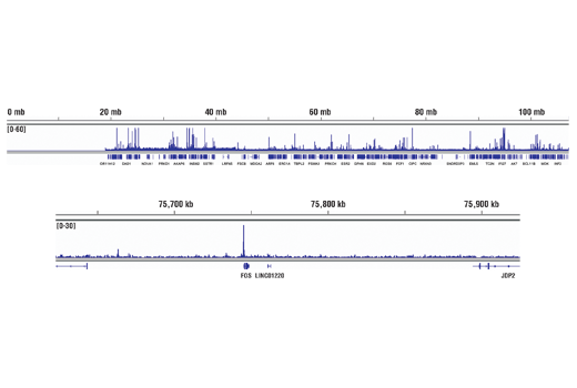 Chromatin Immunoprecipitation Image 2: Stat3 (D3Z2G) Rabbit Monoclonal Antibody