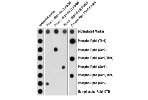 undefined Image 1: Phospho-Rpb1 CTD (Thr4) Antibody