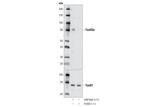 Western Blotting Image 2: FoxO3a (75D8) Rabbit Monoclonal Antibody