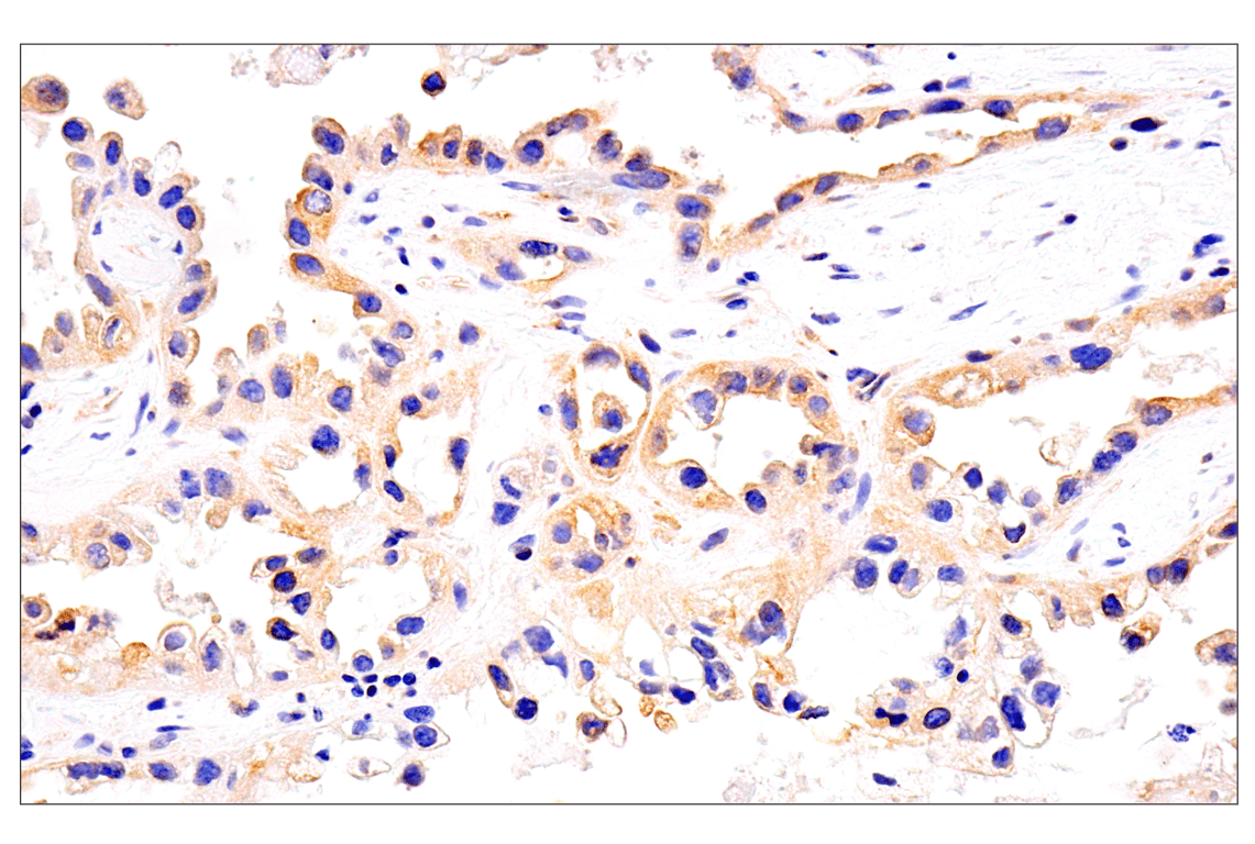 Immunohistochemistry Image 15: HLA-E (MEM-E/02) Mouse Monoclonal Antibody