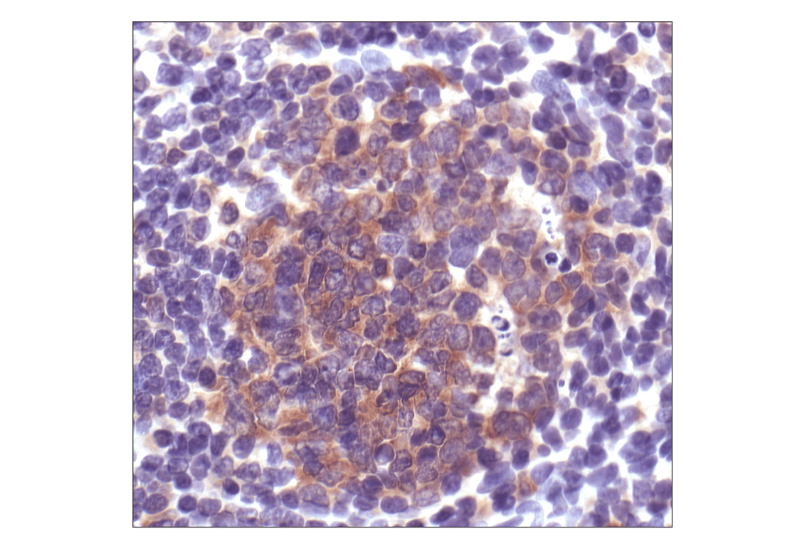 Immunohistochemistry Image 1: Caspase-3 Antibody