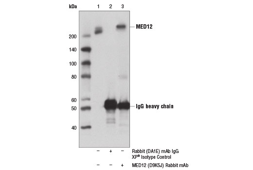 undefined Image 9: Mediator Complex Antibody Sampler Kit