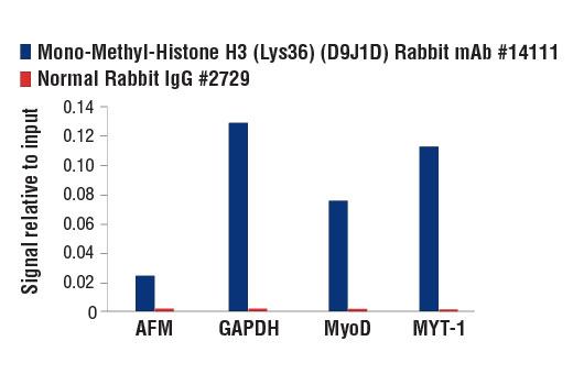 Chromatin Immunoprecipitation Image 3: Mono-Methyl-Histone H3 (Lys36) (D9J1D) Rabbit Monoclonal Antibody