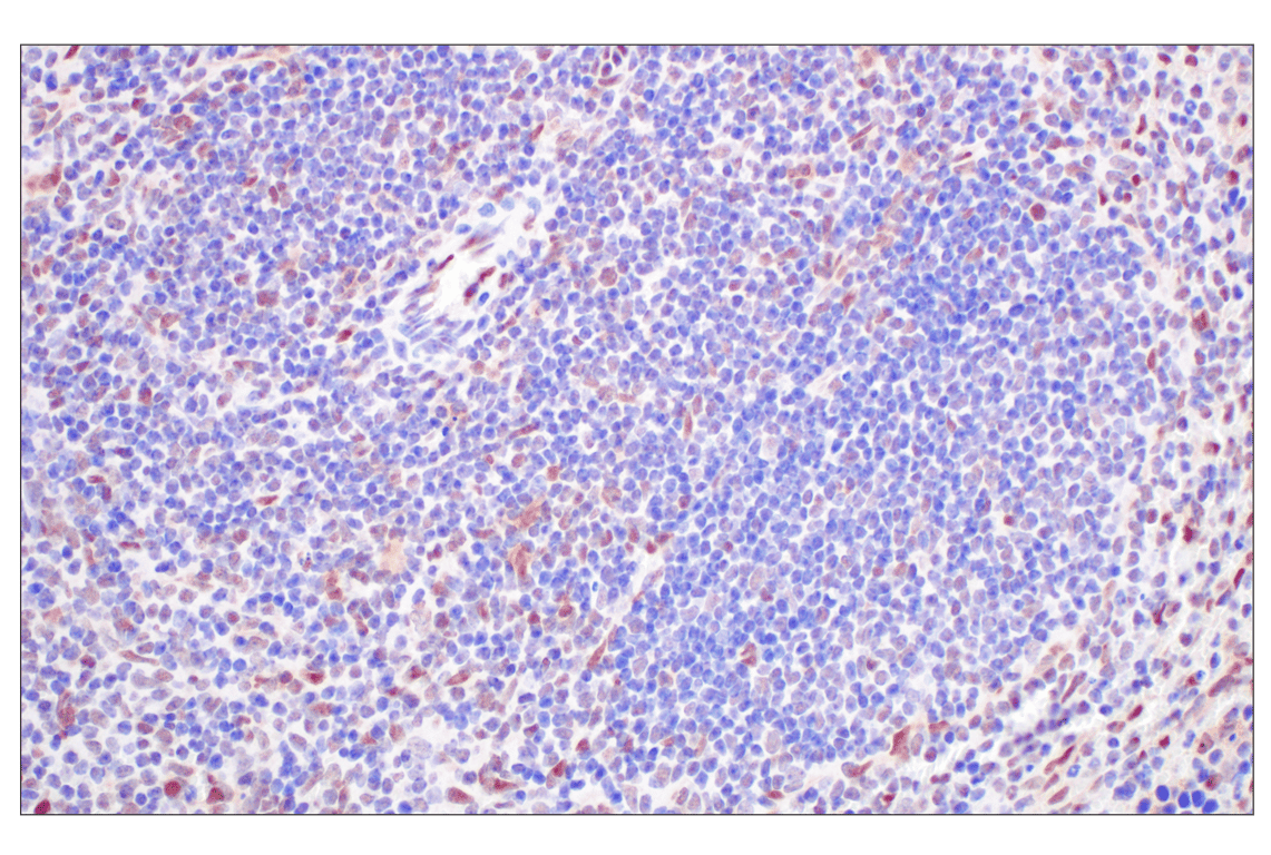Immunohistochemistry Image 10: FKBP5 (F1G3I) Rabbit Monoclonal Antibody