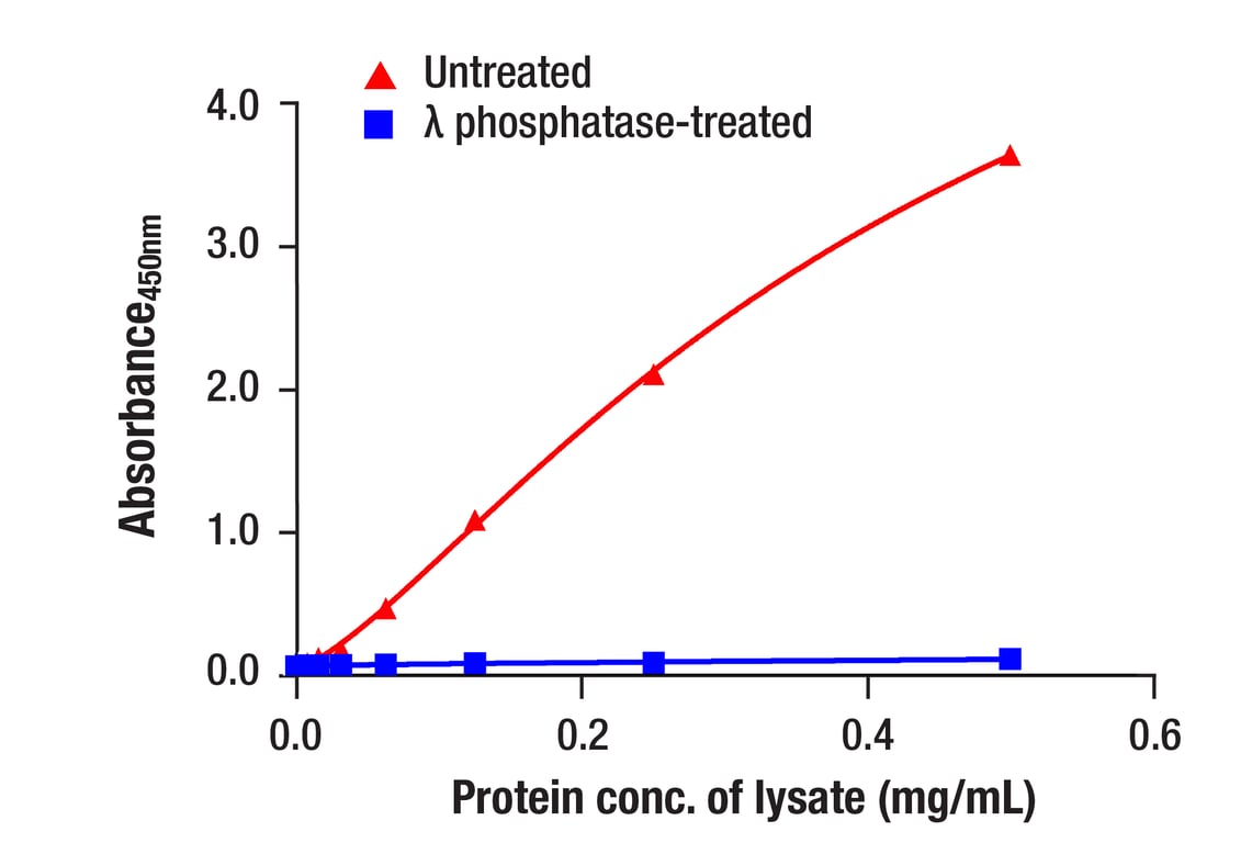 ELISA and/or ELISA-like Assays Image 2: Phospho-Tau (Ser214) (D1Q2X) Rabbit Monoclonal Antibody (BSA and Azide Free)
