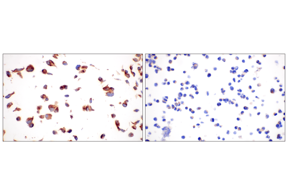 Immunohistochemistry Image 12: Cathepsin A (F8X9E) Rabbit Monoclonal Antibody
