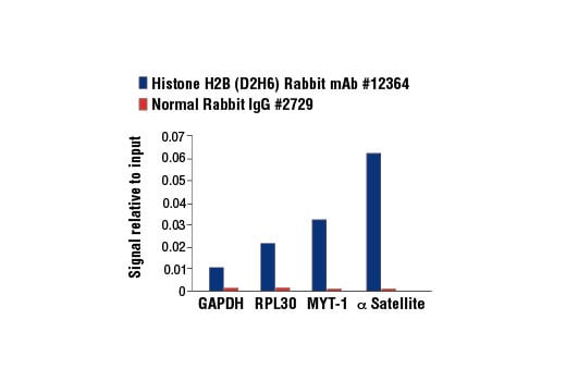 Chromatin Immunoprecipitation Image 1: Histone H2B (D2H6) Rabbit Monoclonal Antibody