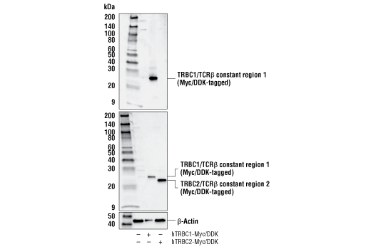 Western Blotting Image 2: TRBC1/TCR beta constant region 1 (E6Z3S) Rabbit Monoclonal Antibody (BSA and Azide Free)