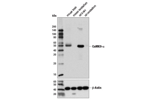 Western Blotting Image 2: CaMKII-alpha (6G9) Mouse Monoclonal Antibody (BSA and Azide Free)