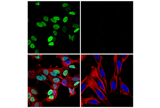Immunofluorescence Image 1: GATA-2 (E9T6F) Rabbit Monoclonal Antibody