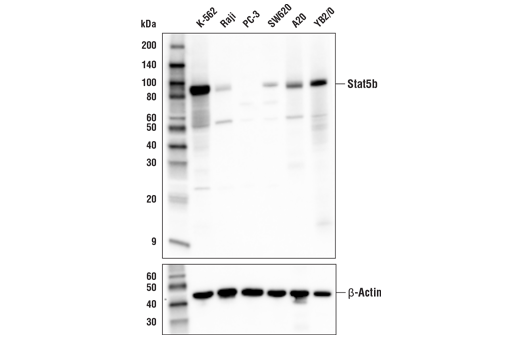 Western Blotting Image 2: Stat5b Antibody