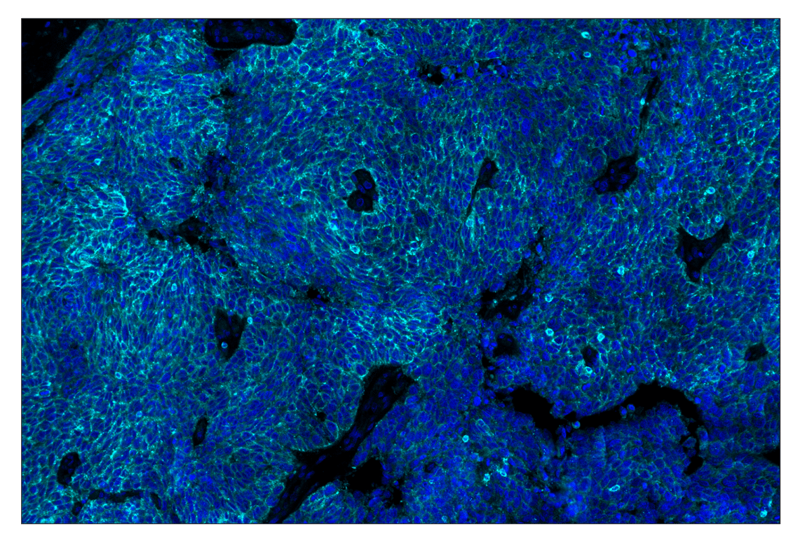 Immunohistochemistry Image 2: GITR (D5V7P) & CO-0187-488 SignalStar<sup>®</sup> Oligo-Antibody Pair