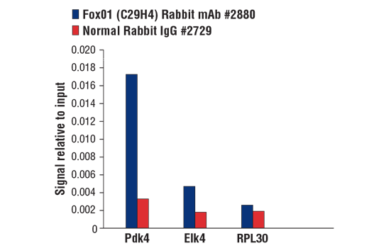 undefined Image 26: Forkhead Signaling Antibody Sampler Kit