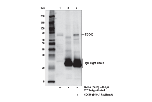 Immunoprecipitation Image 1: CDC40 (E4V4J) Rabbit Monoclonal Antibody