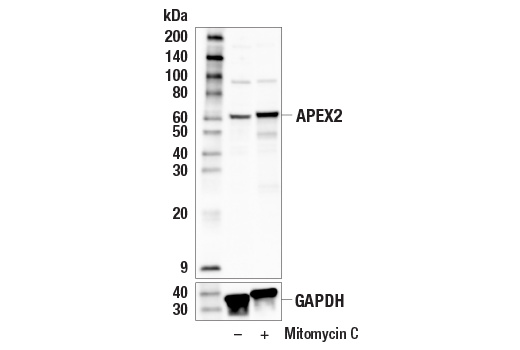 Western Blotting Image 1: APEX2 (E5A2Z) Rabbit mAb