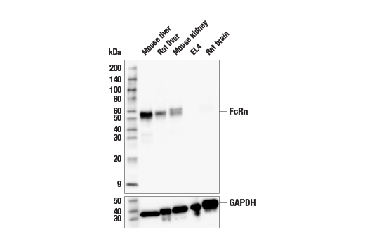 Western Blotting Image 1: FcRn (E4D5I) Rabbit mAb