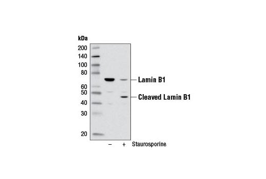 Western Blotting Image 3: Lamin B1 (D9V6H) Rabbit Monoclonal Antibody