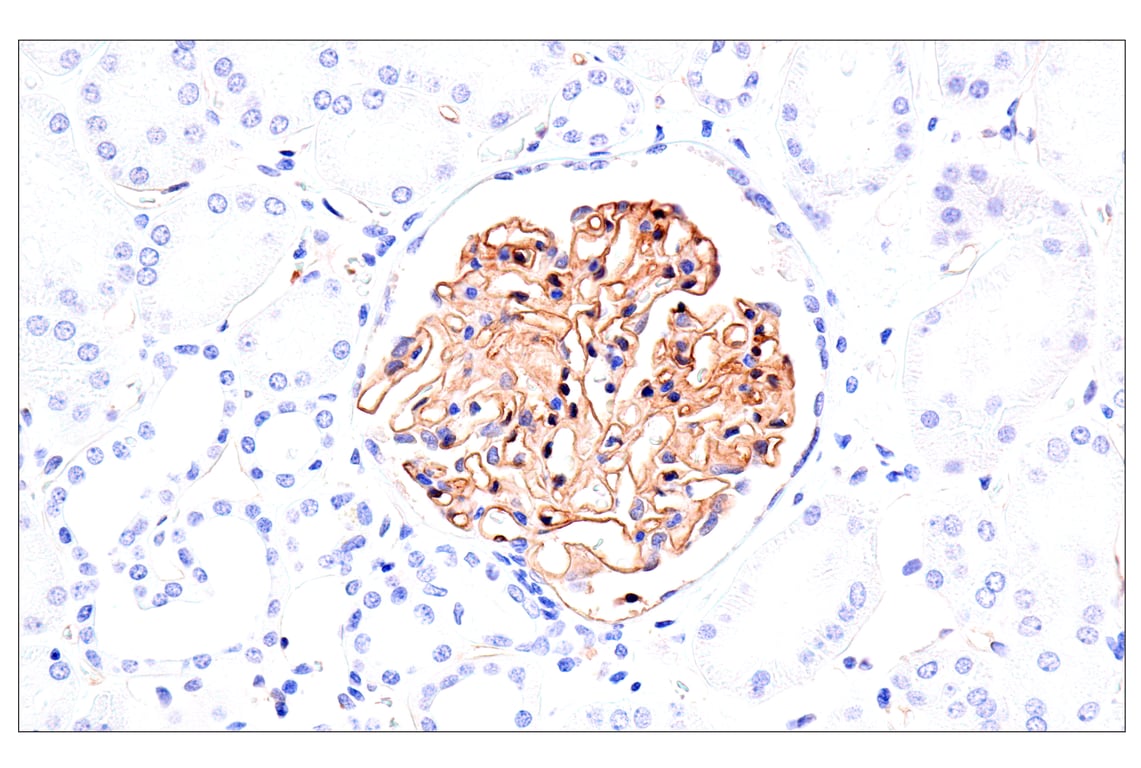 Immunohistochemistry Image 6: Claudin-5 (E5D9Y) Rabbit Monoclonal Antibody (BSA and Azide Free)