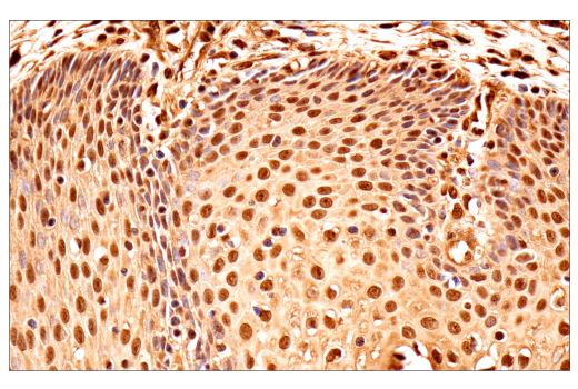Immunohistochemistry Image 9: Ubiquitin (E6K4Y) Rabbit Monoclonal Antibody (BSA and Azide Free)