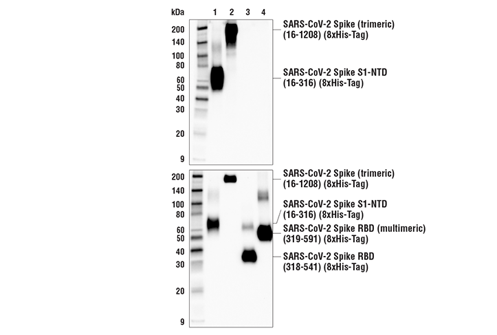 Western Blotting Image 3: SARS-CoV-2 Spike Protein (S1-NTD) (E7M5X) Mouse Monoclonal Antibody