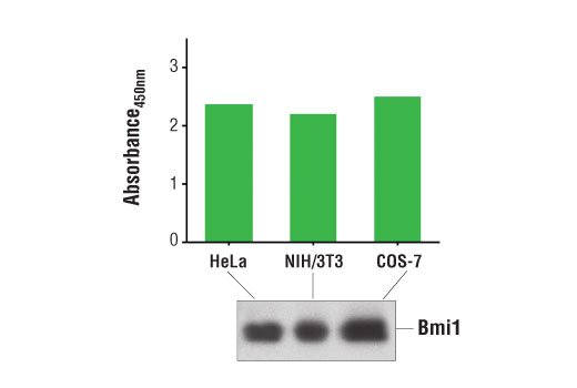 ELISA Image 1: PathScan<sup>®</sup> Total Bmi1 Sandwich ELISA Kit