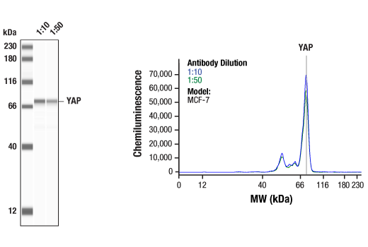 Western Blotting Image 1: YAP (D8H1X) Rabbit Monoclonal Antibody